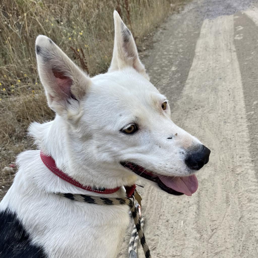 MINNIE, an adoptable Border Collie, Shepherd in Point Richmond, CA, 94801 | Photo Image 3