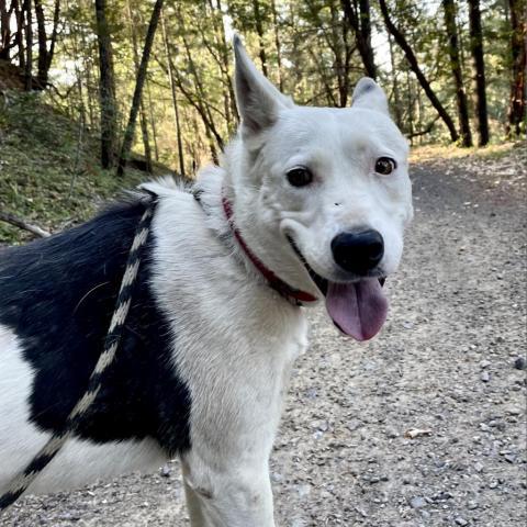 MINNIE, an adoptable Border Collie, Shepherd in Point Richmond, CA, 94801 | Photo Image 4