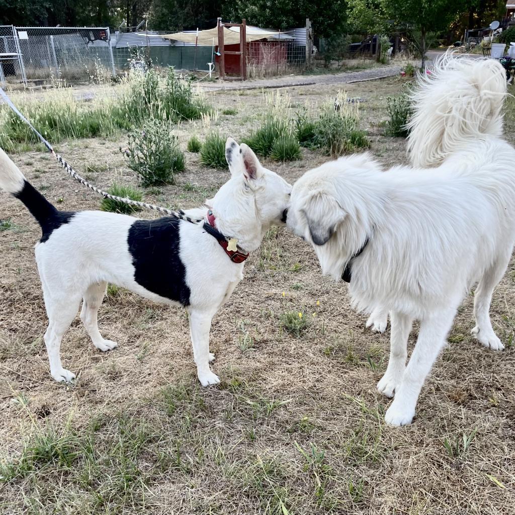 MINNIE, an adoptable Border Collie, Shepherd in Point Richmond, CA, 94801 | Photo Image 4
