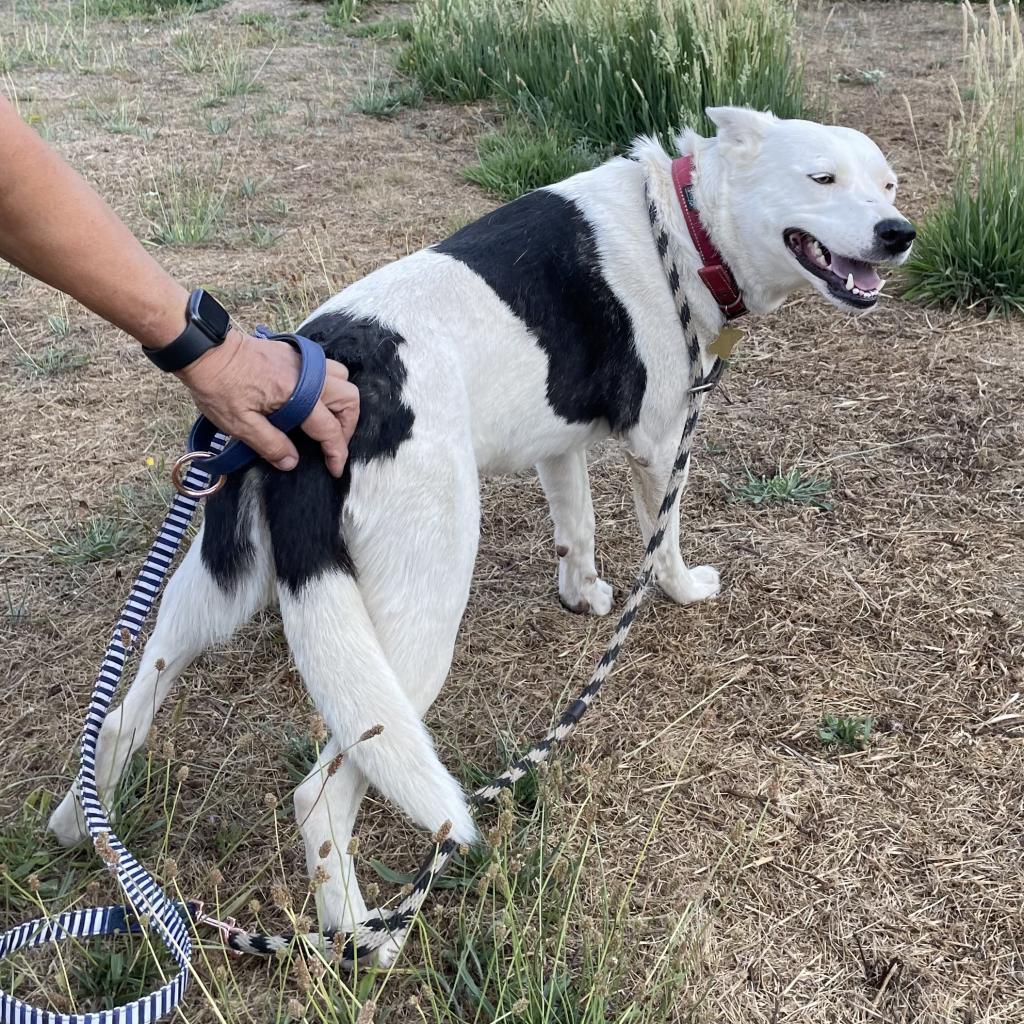 MINNIE, an adoptable Border Collie, Shepherd in Point Richmond, CA, 94801 | Photo Image 5