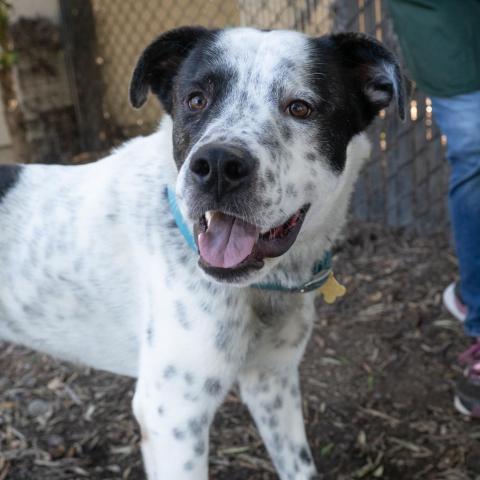 GUINNESS, an adoptable Great Dane, Shepherd in Point Richmond, CA, 94801 | Photo Image 1