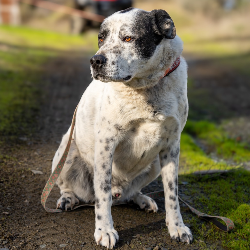 GUINNESS, an adoptable Great Dane, Shepherd in Point Richmond, CA, 94801 | Photo Image 1