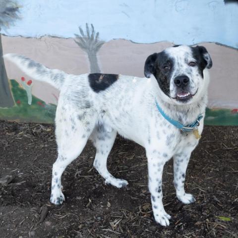 GUINNESS, an adoptable Great Dane, Shepherd in Point Richmond, CA, 94801 | Photo Image 2