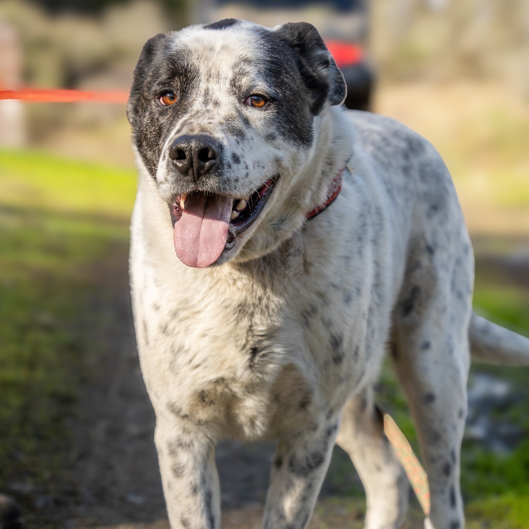 GUINNESS, an adoptable Great Dane, Shepherd in Point Richmond, CA, 94801 | Photo Image 2