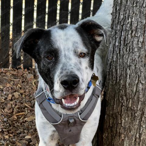 GUINNESS, an adoptable Great Dane, Shepherd in Point Richmond, CA, 94801 | Photo Image 3