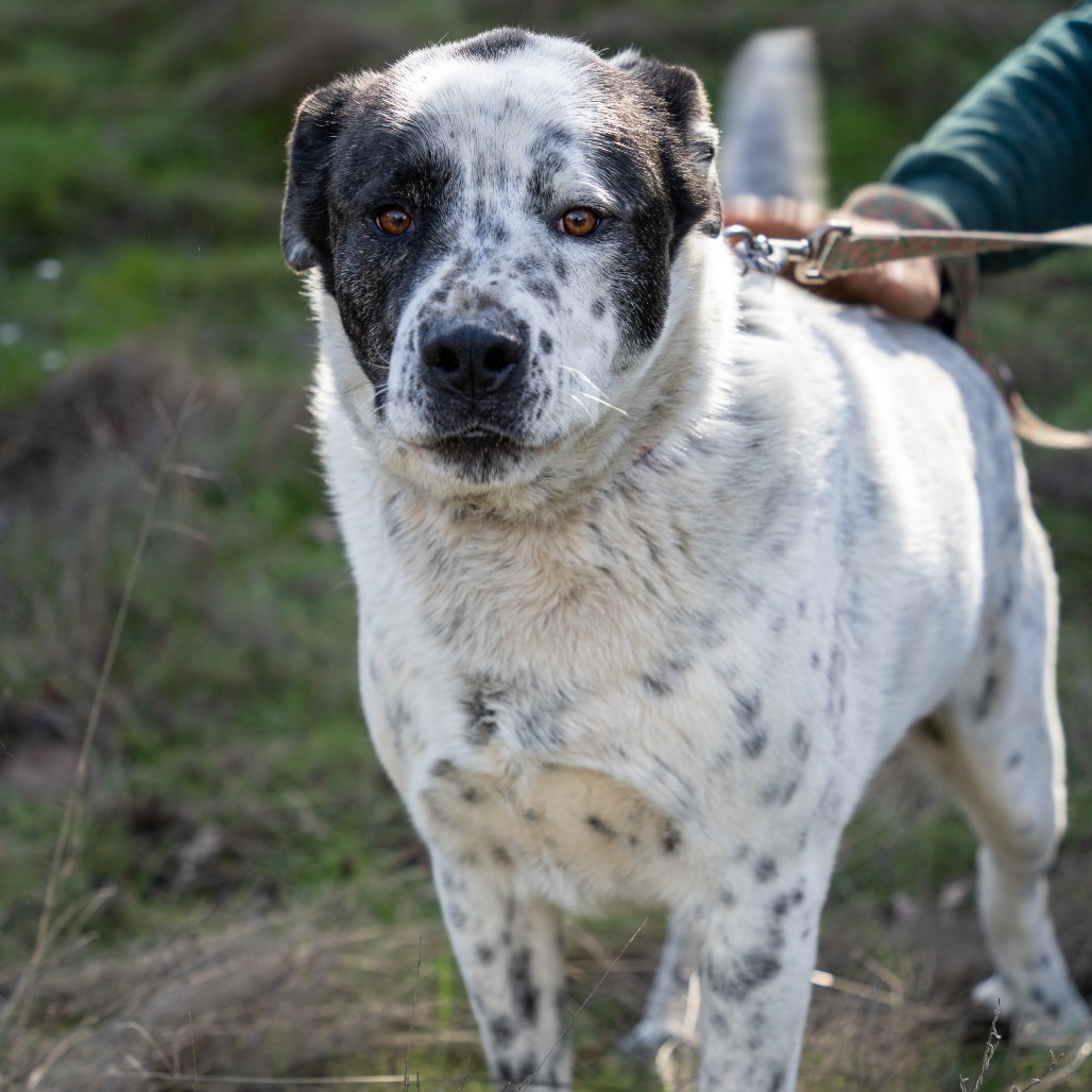 GUINNESS, an adoptable Great Dane, Shepherd in Point Richmond, CA, 94801 | Photo Image 3