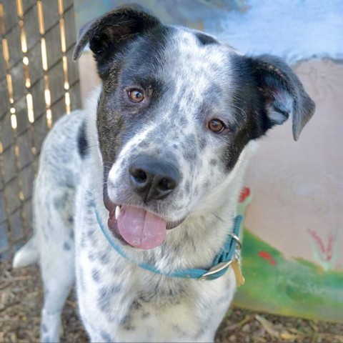 GUINNESS, an adoptable Great Dane, Shepherd in Point Richmond, CA, 94801 | Photo Image 4