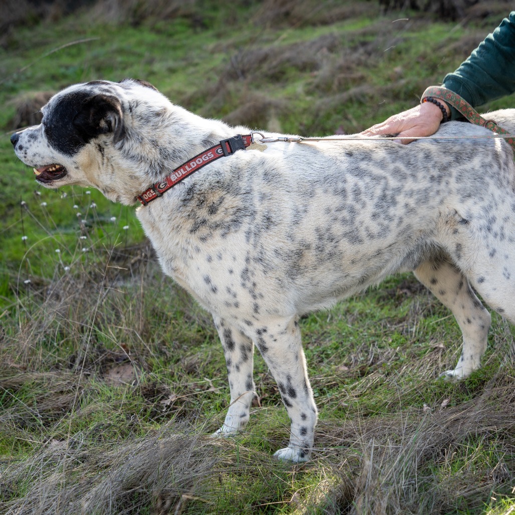 GUINNESS, an adoptable Great Dane, Shepherd in Point Richmond, CA, 94801 | Photo Image 4