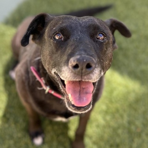 MELODY, an adoptable Labrador Retriever, American Staffordshire Terrier in Point Richmond, CA, 94801 | Photo Image 1