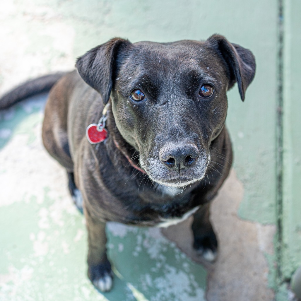 MELODY, an adoptable Labrador Retriever, American Staffordshire Terrier in Point Richmond, CA, 94801 | Photo Image 1