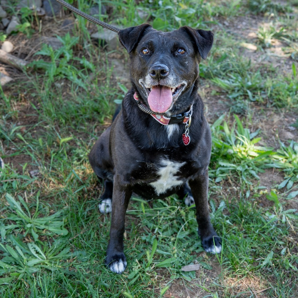 MELODY, an adoptable Labrador Retriever, American Staffordshire Terrier in Point Richmond, CA, 94801 | Photo Image 1