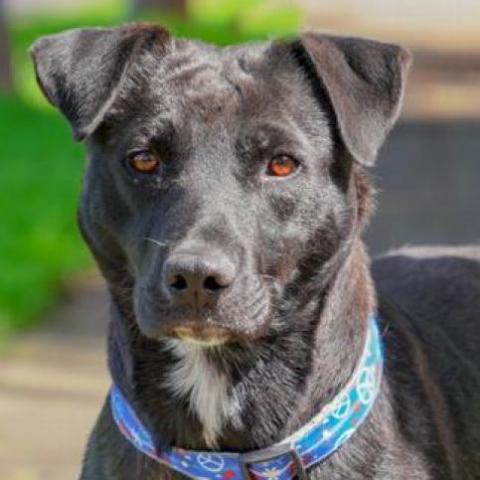 MELODY, an adoptable Labrador Retriever, American Staffordshire Terrier in Point Richmond, CA, 94801 | Photo Image 2