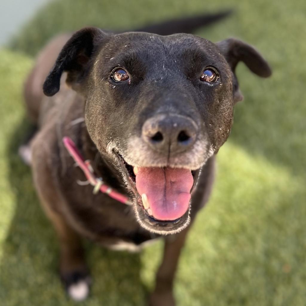 MELODY, an adoptable Labrador Retriever, American Staffordshire Terrier in Point Richmond, CA, 94801 | Photo Image 2