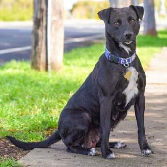 MELODY, an adoptable Labrador Retriever, American Staffordshire Terrier in Point Richmond, CA, 94801 | Photo Image 3