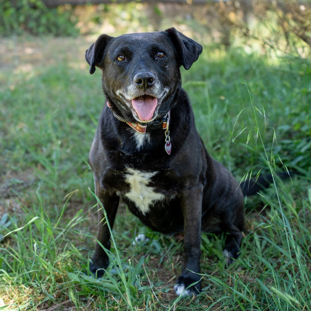 MELODY, an adoptable Labrador Retriever, American Staffordshire Terrier in Point Richmond, CA, 94801 | Photo Image 3