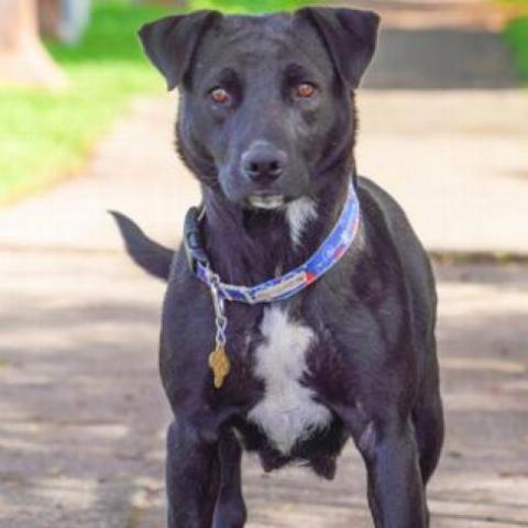 MELODY, an adoptable Labrador Retriever, American Staffordshire Terrier in Point Richmond, CA, 94801 | Photo Image 4