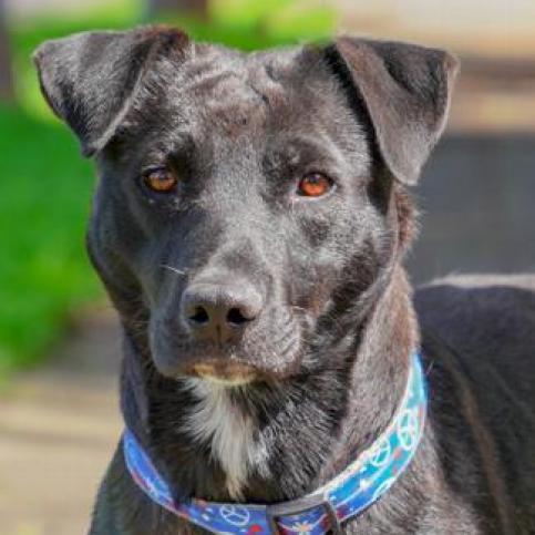 MELODY, an adoptable Labrador Retriever, American Staffordshire Terrier in Point Richmond, CA, 94801 | Photo Image 4