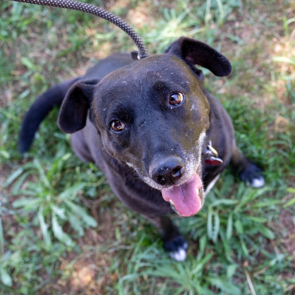 MELODY, an adoptable Labrador Retriever, American Staffordshire Terrier in Point Richmond, CA, 94801 | Photo Image 4