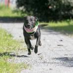 MELODY, an adoptable Labrador Retriever, American Staffordshire Terrier in Point Richmond, CA, 94801 | Photo Image 5