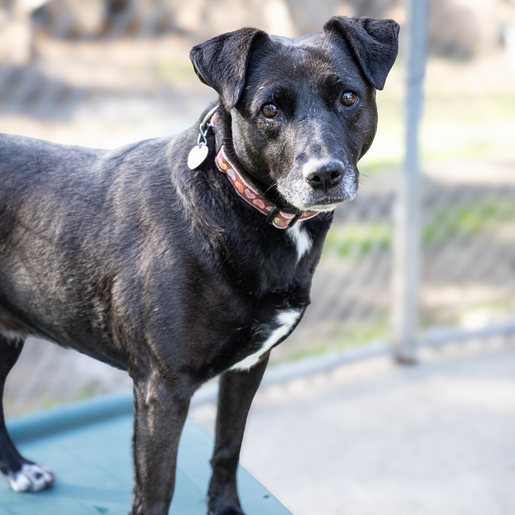 MELODY, an adoptable Labrador Retriever, American Staffordshire Terrier in Point Richmond, CA, 94801 | Photo Image 5