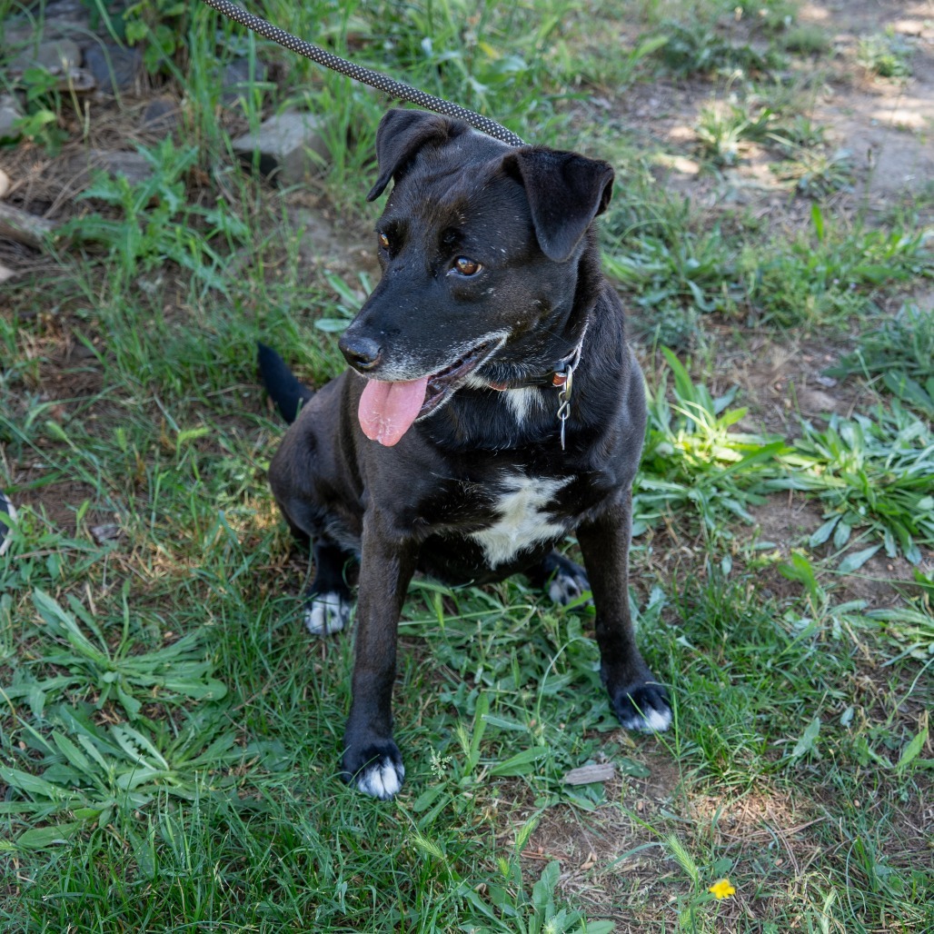 MELODY, an adoptable Labrador Retriever, American Staffordshire Terrier in Point Richmond, CA, 94801 | Photo Image 5