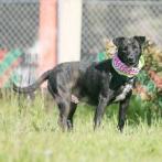 MELODY, an adoptable Labrador Retriever, American Staffordshire Terrier in Point Richmond, CA, 94801 | Photo Image 6