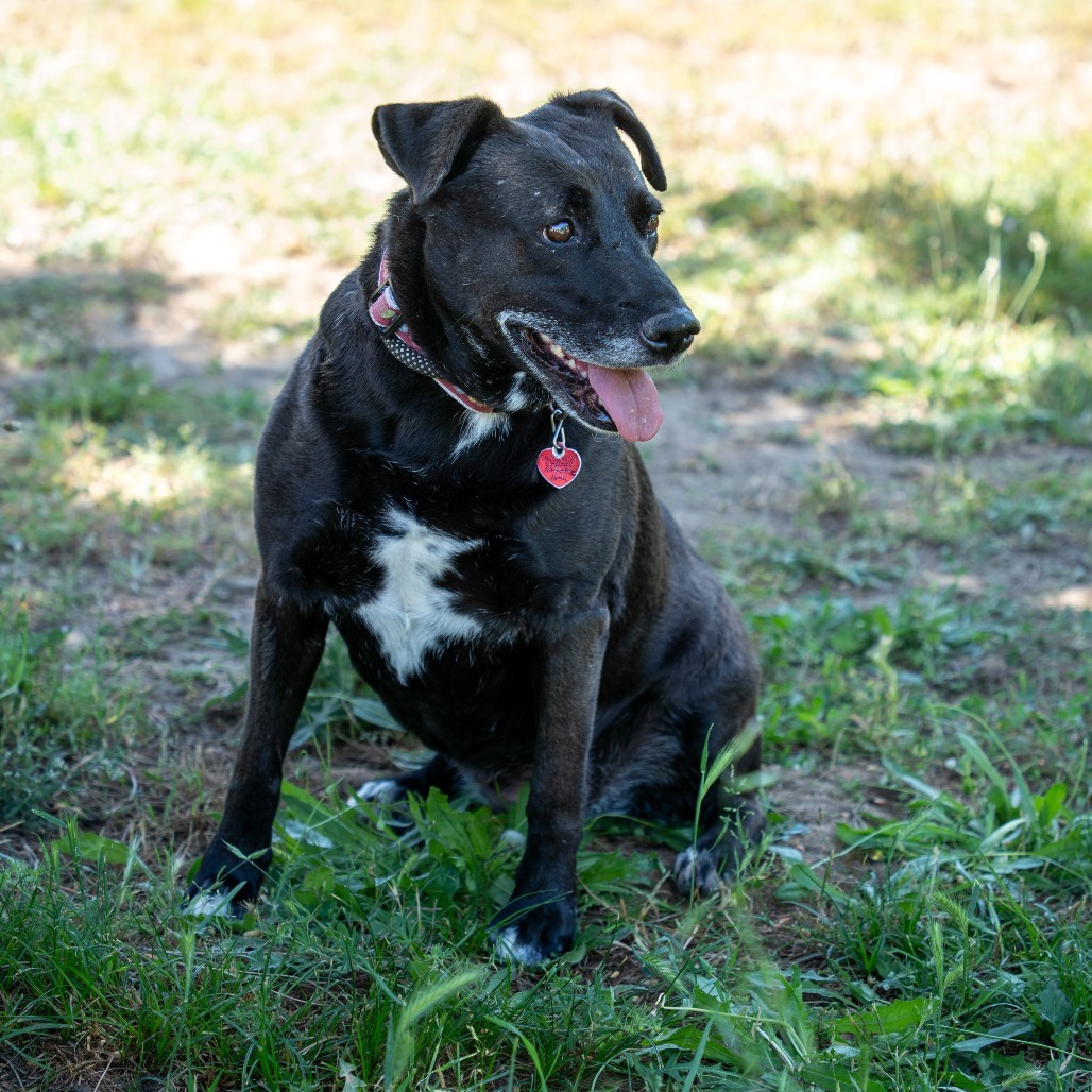 MELODY, an adoptable Labrador Retriever, American Staffordshire Terrier in Point Richmond, CA, 94801 | Photo Image 6