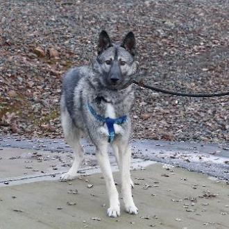 CYSCO, an adoptable Siberian Husky, Irish Wolfhound in Point Richmond, CA, 94801 | Photo Image 1