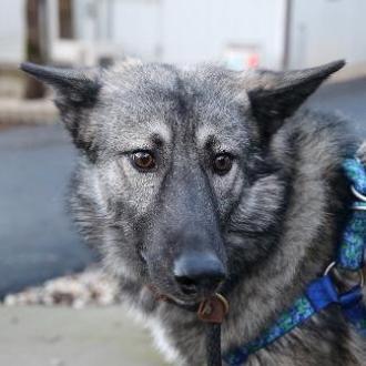 CYSCO, an adoptable Siberian Husky, Irish Wolfhound in Point Richmond, CA, 94801 | Photo Image 2