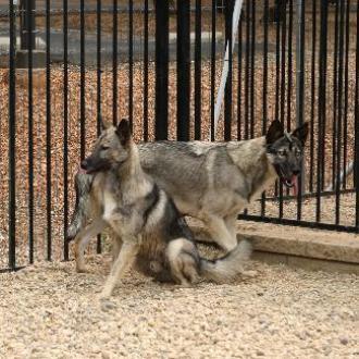 CYSCO, an adoptable Siberian Husky, Irish Wolfhound in Point Richmond, CA, 94801 | Photo Image 3