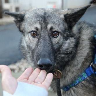 CYSCO, an adoptable Siberian Husky, Irish Wolfhound in Point Richmond, CA, 94801 | Photo Image 4