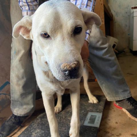 APM-Stray-ap4, an adoptable Labrador Retriever in Tucson, AZ, 85757 | Photo Image 1