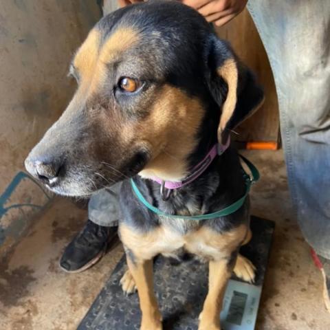 APM-Stray-ap3, an adoptable German Shepherd Dog in Tucson, AZ, 85757 | Photo Image 1