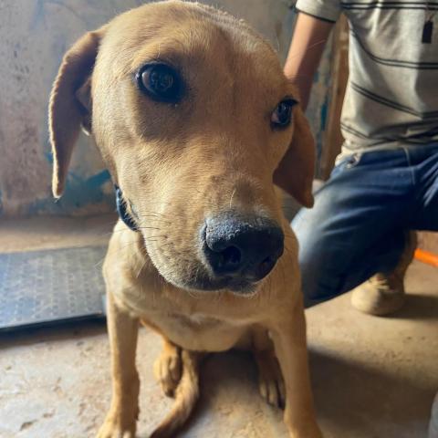 Dog for adoption APM Stray ap11 a Labrador Retriever in Tucson