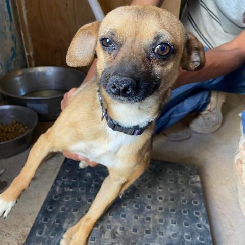 APM-Stray-ap15, an adoptable Chihuahua in Tucson, AZ, 85757 | Photo Image 1