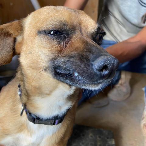 APM-Stray-ap15, an adoptable Chihuahua in Tucson, AZ, 85757 | Photo Image 2
