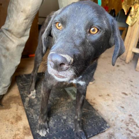 APM-Stray-ap5, an adoptable Black Labrador Retriever in Tucson, AZ, 85757 | Photo Image 1