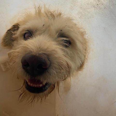 APM-Stray-ap13, an adoptable Terrier in Tucson, AZ, 85757 | Photo Image 1