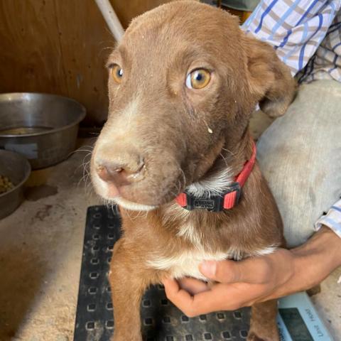 Dog for adoption APM Stray ap20 a Chocolate Labrador Retriever