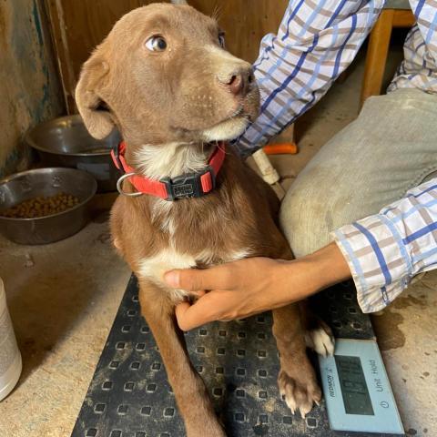 Dog for adoption APM Stray ap20 a Chocolate Labrador Retriever