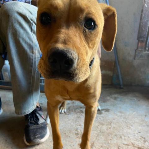 APM-Stray-ap8, an adoptable Labrador Retriever in Tucson, AZ, 85757 | Photo Image 1