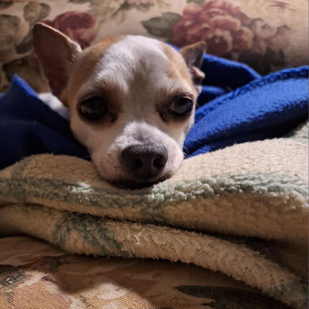 Pepper Spice Boy, an adoptable Chihuahua in Durham, NC, 27709 | Photo Image 1