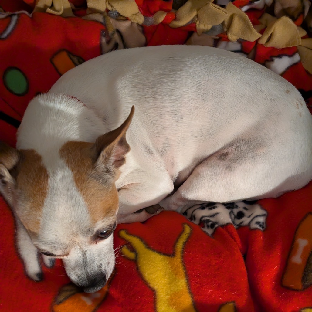 Pepper Spice Boy, an adoptable Chihuahua in Durham, NC, 27709 | Photo Image 1