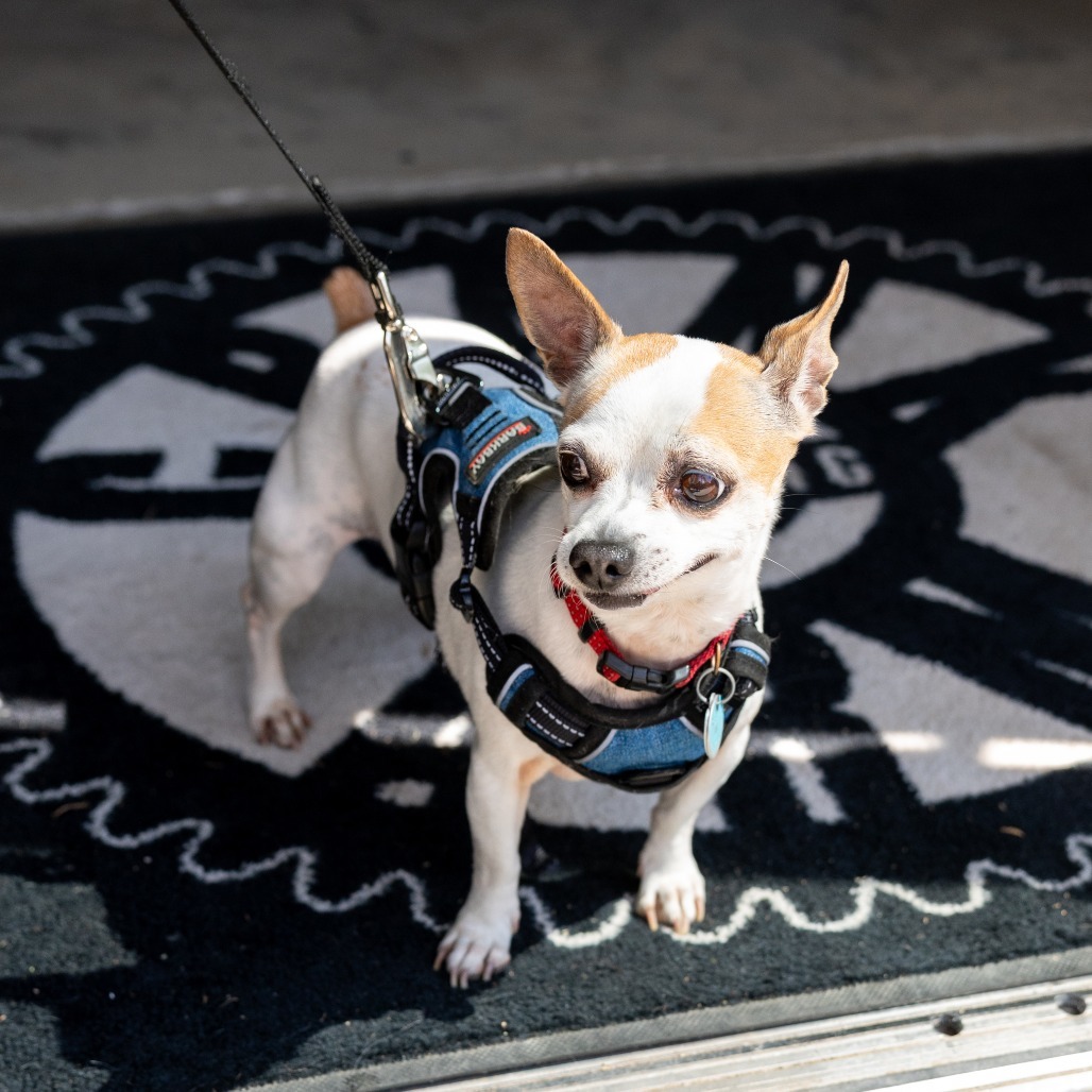 Pepper Spice Boy, an adoptable Chihuahua in Durham, NC, 27709 | Photo Image 1
