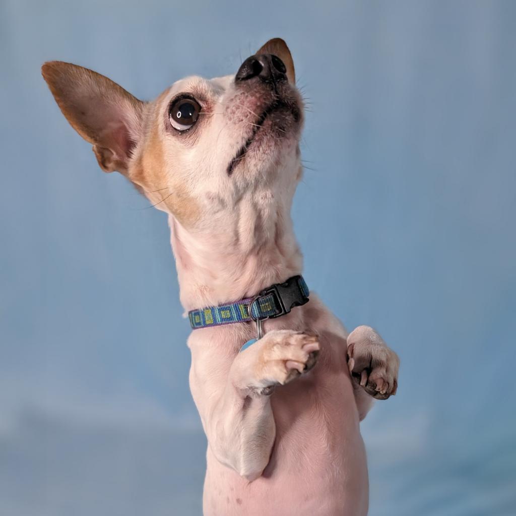 Pepper Spice Boy, an adoptable Chihuahua in Durham, NC, 27709 | Photo Image 2