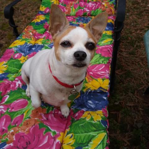 Pepper Spice Boy, an adoptable Chihuahua in Durham, NC, 27709 | Photo Image 3