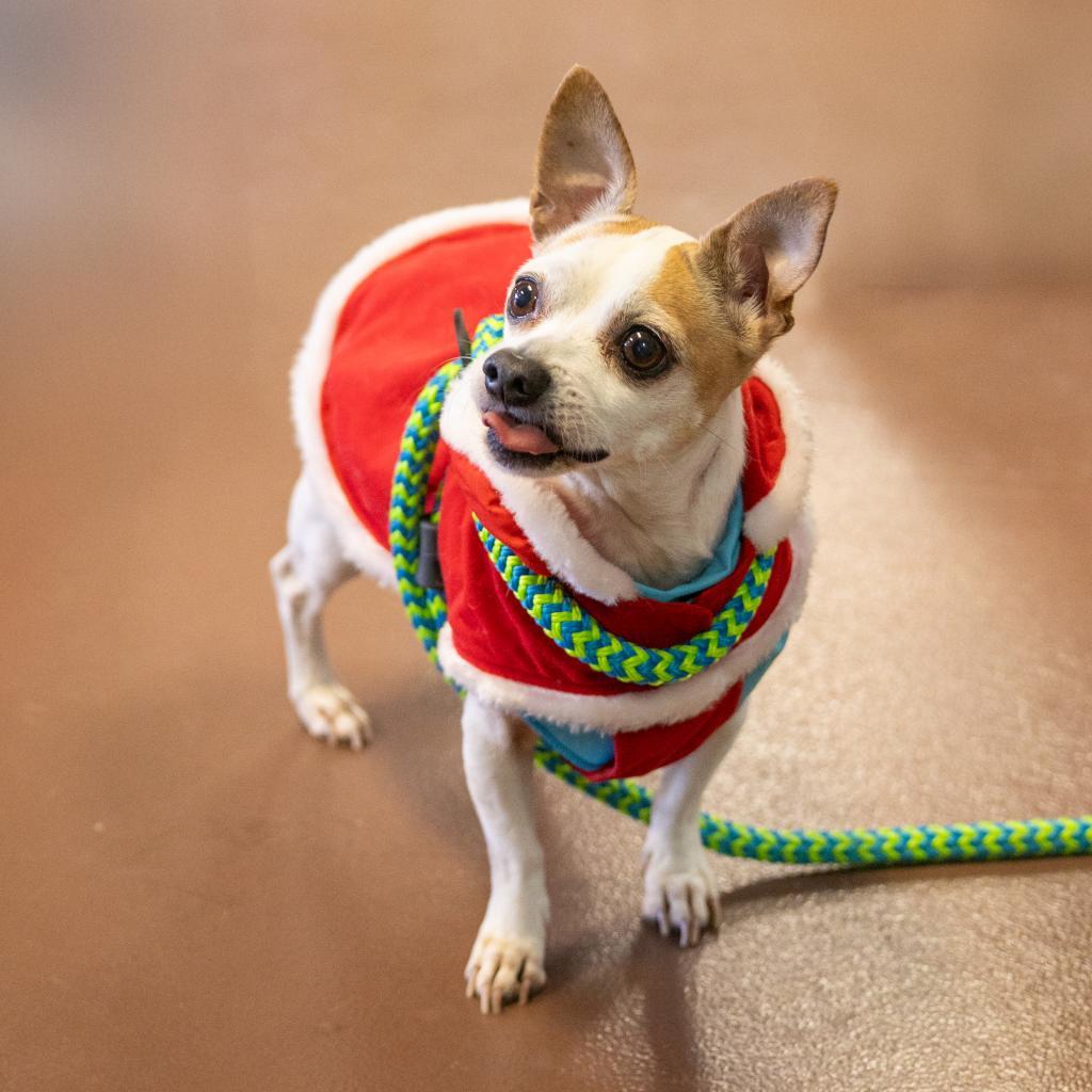 Pepper Spice Boy, an adoptable Chihuahua in Durham, NC, 27709 | Photo Image 3