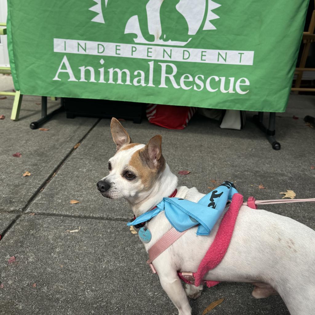 Pepper Spice Boy, an adoptable Chihuahua in Durham, NC, 27709 | Photo Image 4