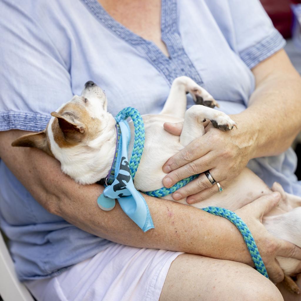 Pepper Spice Boy, an adoptable Chihuahua in Durham, NC, 27709 | Photo Image 5