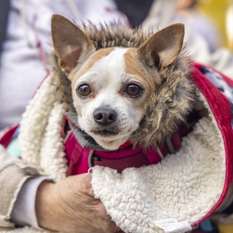 Pepper Spice Boy, an adoptable Chihuahua in Durham, NC, 27709 | Photo Image 6